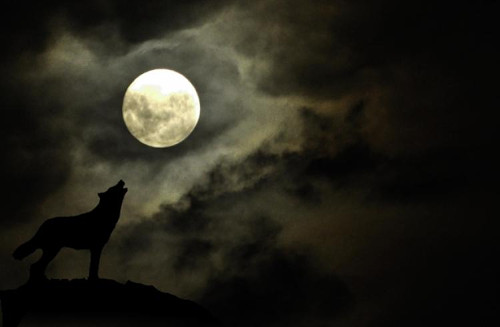 Picture of a wolf howling at the moon at night [Formatted]
