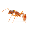 smell-of-ants-000000-thumbnail